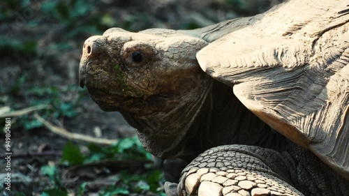 a large turtle eats and looks around