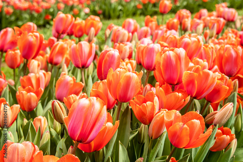 field of red tulips field of red tulips