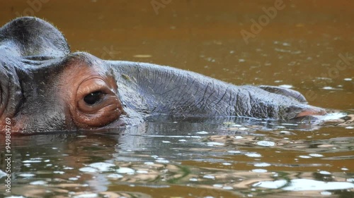 a large brown hippo peeks out of the water