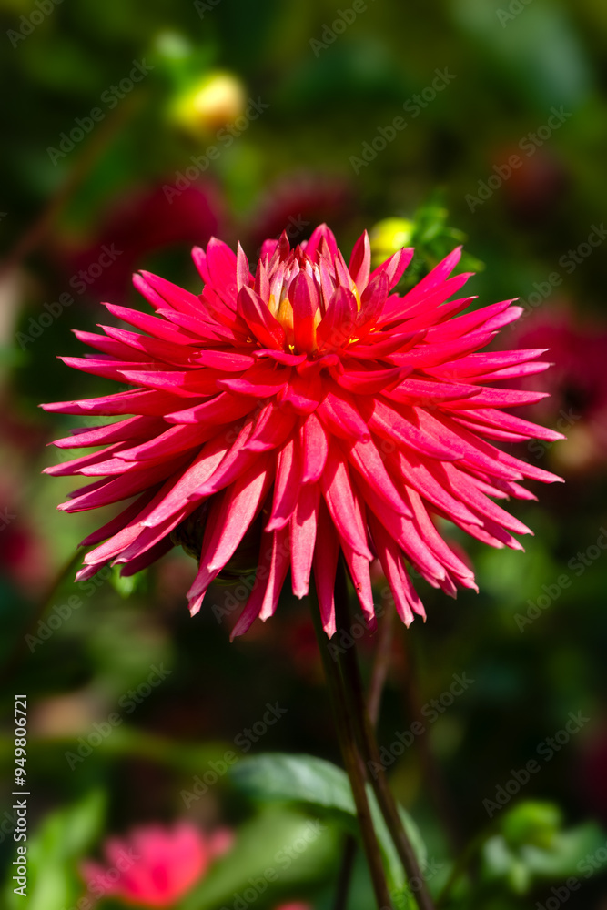 Closeup of a single flower of Dahlia 'Josudi Hercules' in a garden in summer Closeup of a single flower of Dahlia 'Josudi Hercules' in a garden in summer