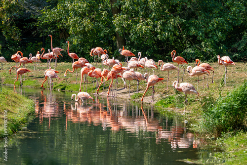 Photography A flock of flamingos are gathered by a river