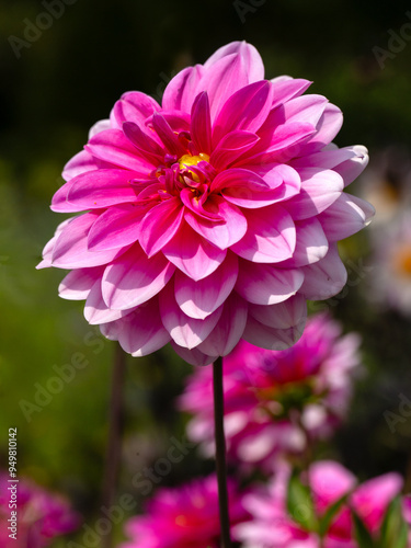 Closeup of flower of Dahlia 'Onesta' in a garden in summer