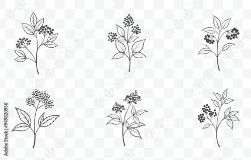Print Elderberry Line Art Vector Collection Featuring Detailed Botanical Illustrations and Elegant Elderberry Plant Drawings