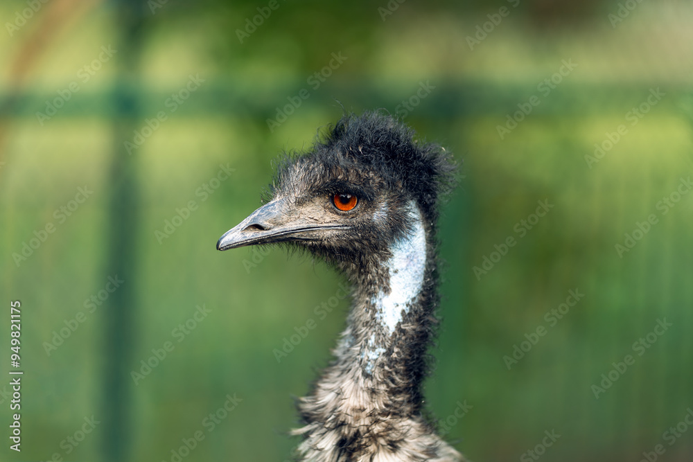 Portrait of an Emu bird. The head of a bird with a red eye on a green background