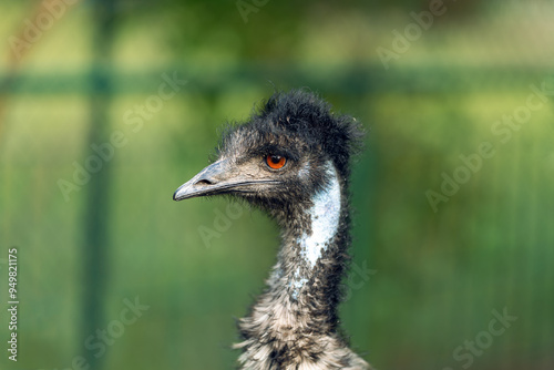 Obraz na płótnie Portrait of an Emu bird. The head of a bird with a red eye on a green background w salonie