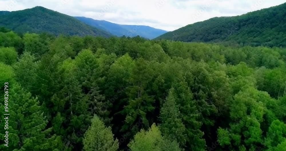 Explore the lush green forests of the Appalachian Mountains on a serene summer afternoon Explore the lush green forests of the Appalachian Mountains on a serene summer afternoon