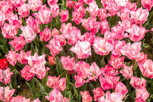 pink tulips in the garden