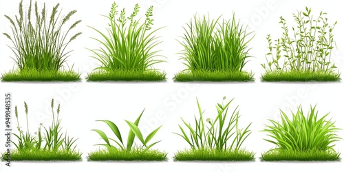 A collection of grasses in various shades of green. The grasses are arranged in a row, with some taller and some shorter