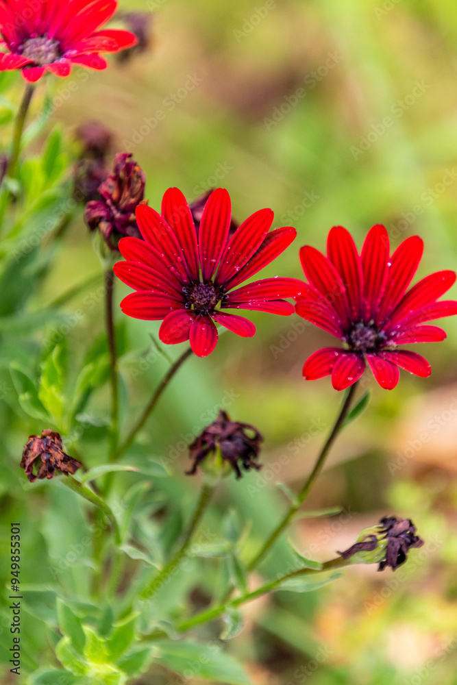 Dimorphotheca ecklonis pertenece a la familia Asteraceae. Dimorphotheca ecklonis pertenece a la familia Asteraceae.