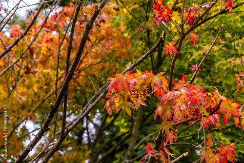 Acer palmatum pertenece a la familia Sapindaceae. photo