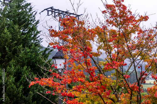 Acer palmatum pertenece a la familia Sapindaceae.