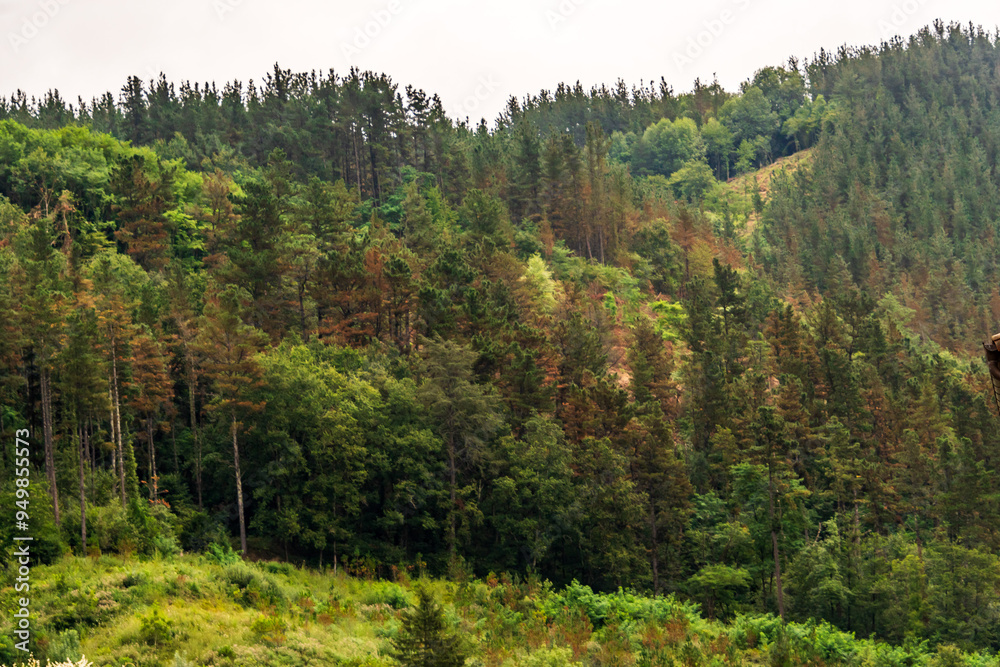 Paisaje en Areatza, País Vasco.