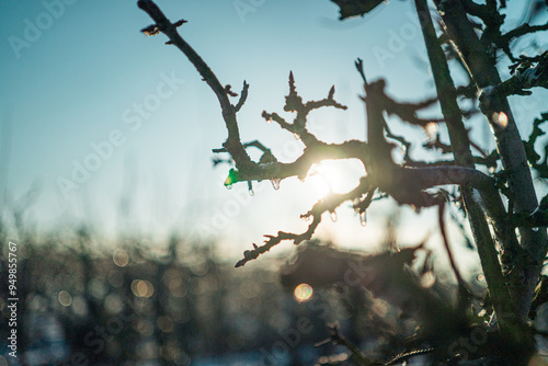 Fotografi Silhouette of a bare Apple Tree branch in the Sunlight Shining on Icicles