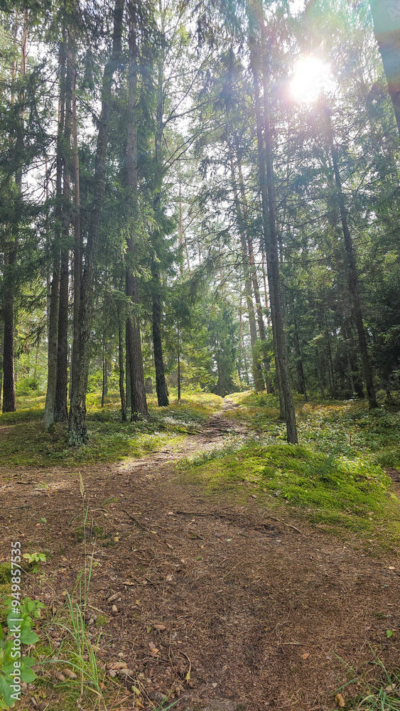 Obraz premium Sunlight Filtering Through a Lush Forest Pathway