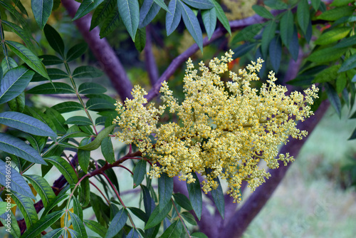 Yellow flowers of winged su...