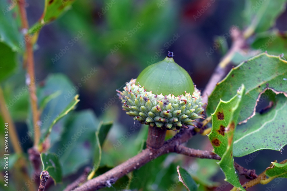 Leaves and acorn of kermes oak (Quercus coccifera) Leaves and acorn of kermes oak (Quercus coccifera)