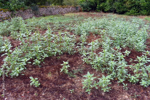 The red-root amaranth (Amar...
