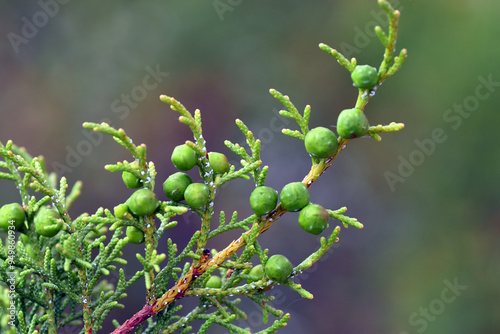 Green (unripe) fruits of th...