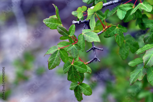 Leaves of the field maple (...