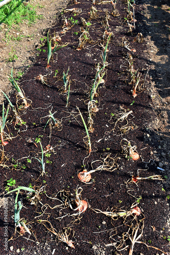 Onions in a garden ready fo...