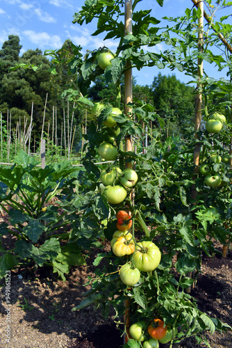 Still green tomato plants i...