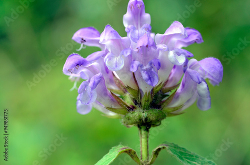 Flowers of the common self-heal (Prunella vulgaris) with a green background photo