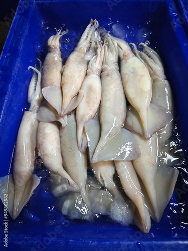 Fresh squids in blue bucket with ice at market.