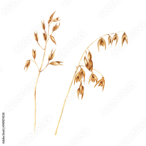 Oats plant, edible starchy grains, domesticated cereal grass. Hand drawn botanical watercolor illustration isolated on white background. For clip art cards menu label package