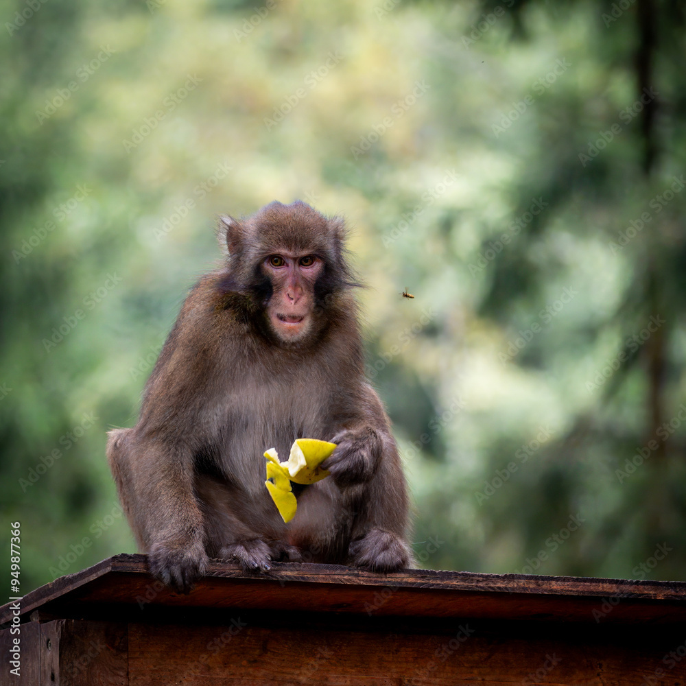 Fototapeta premium portrait of a macaque with banana