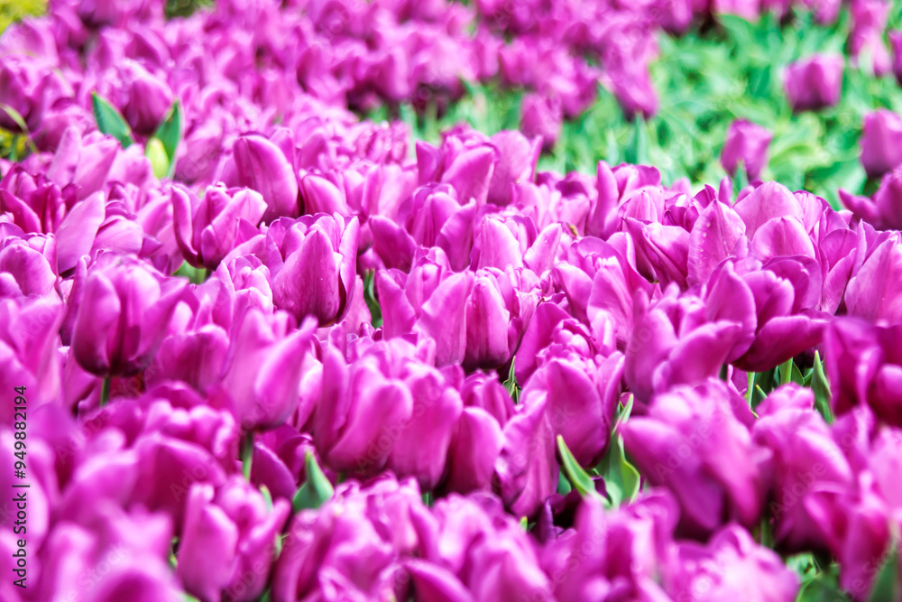 field of purple tulips field of purple tulips