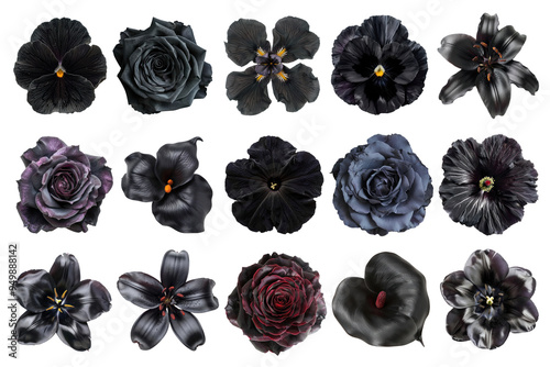 PNG blooming black flower element set, transparent background #949888142