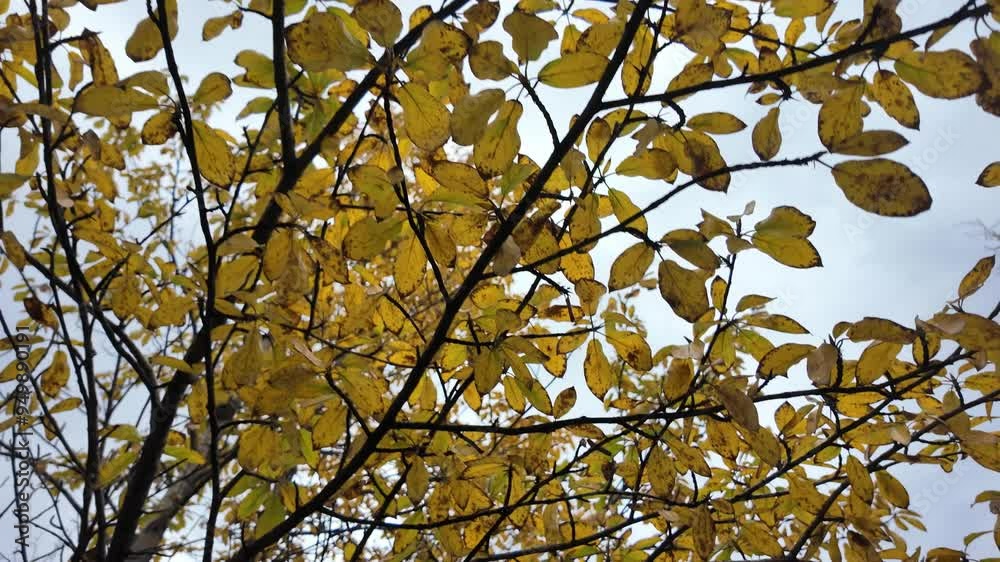 Golden leaves gently sway in the crisp air of Yakutia as the sky softly embraces the autumn hues. Nature showcases its peaceful transformation in this unique landscape. Golden leaves gently sway in the crisp air of Yakutia as the sky softly embraces the autumn hues. Nature showcases its peaceful transformation in this unique landscape.