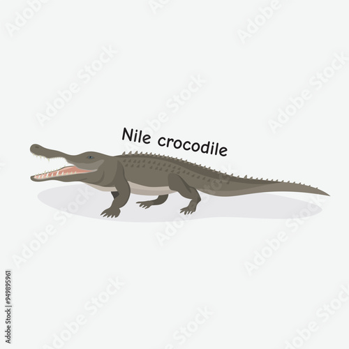 Nile Crocodile Vector Illustration: African Reptile