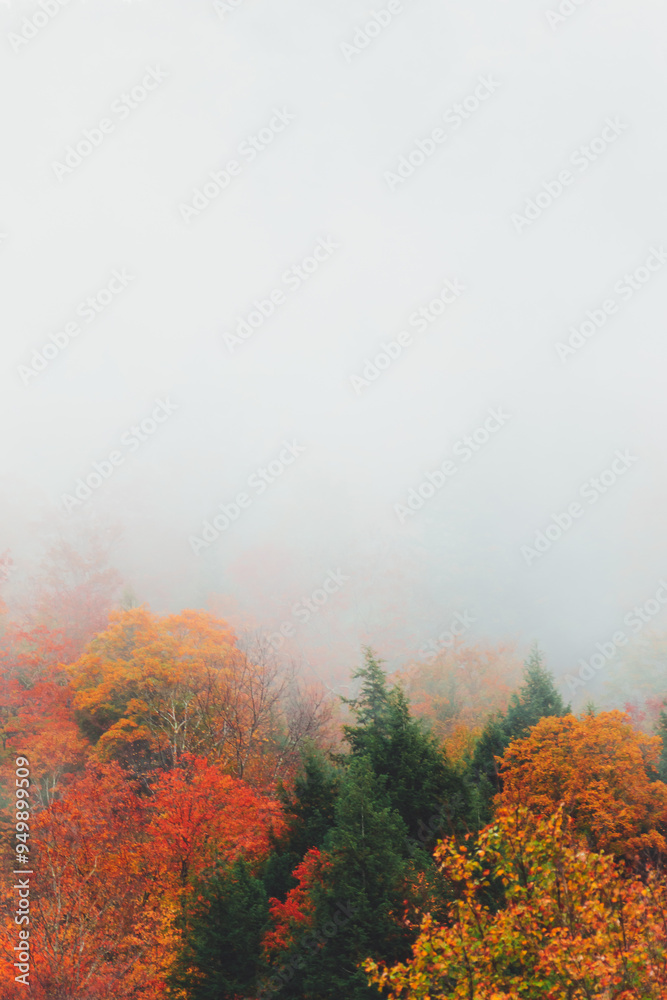 Fog Over Forest in Autumn. Fall Foliage Trees with Mist Eerie Moody Nature Landscape Fog Over Forest in Autumn. Fall Foliage Trees with Mist Eerie Moody Nature Landscape