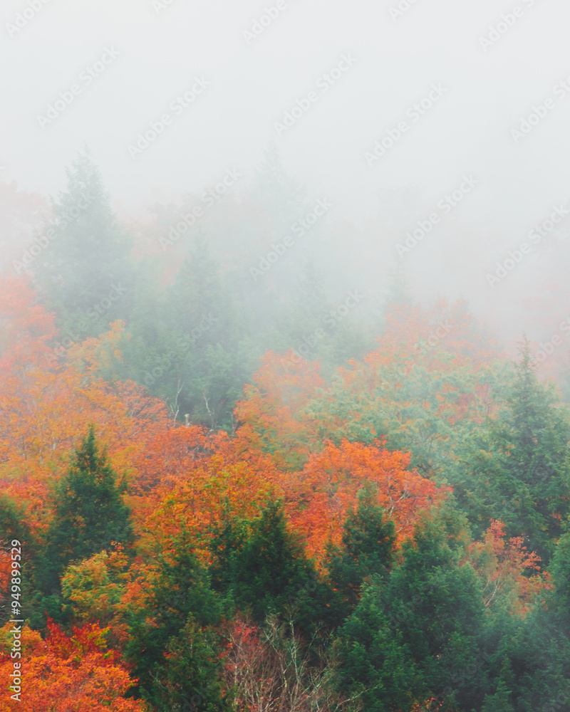 Forest of Fall Foliage in New England in Autumn. Colorful Trees With Dense Fog Over. Mist Covered Trees Forest of Fall Foliage in New England in Autumn. Colorful Trees With Dense Fog Over. Mist Covered Trees