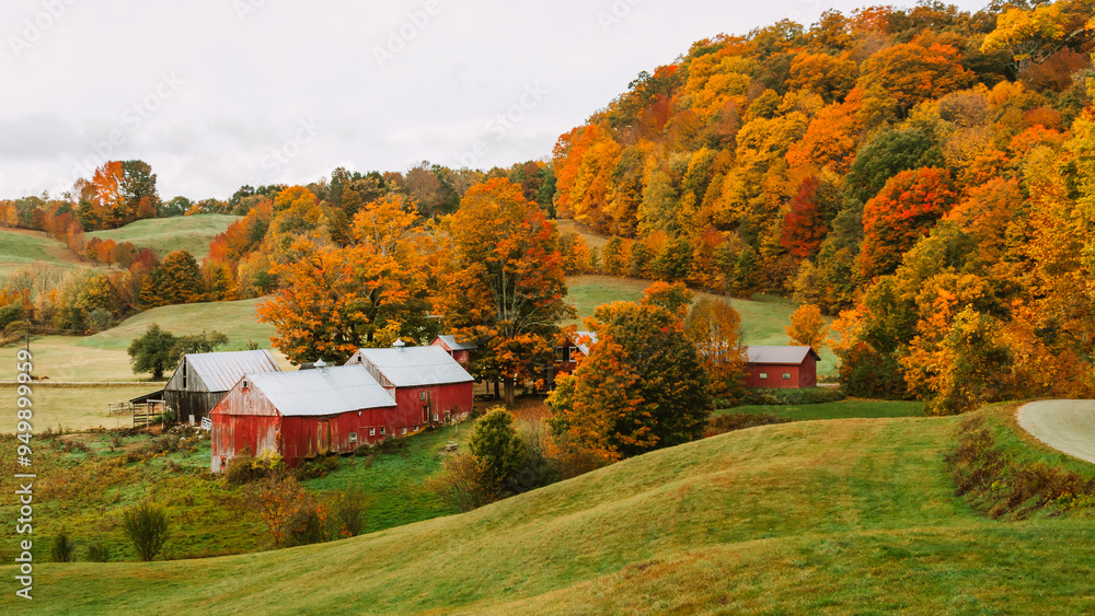 Obraz premium Fall Foliage Farm in Vermont Beautiful Autumn Colors in Vermont, USA. Rolling Hills of Grass, Colorful Trees, Red Barn Rural Small Town New England
