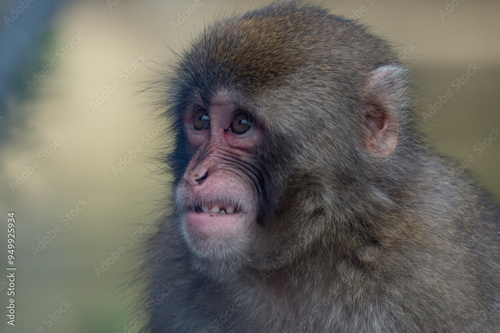 Obraz premium grumpy macaque ( (Macaca fuscata)