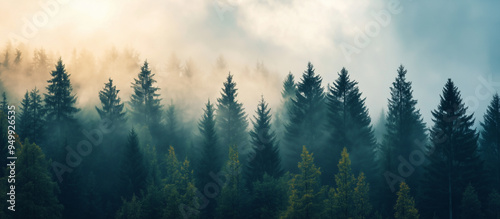 Treetops in morning mist banner