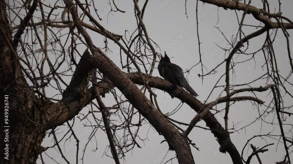 Various shots taken of an Asian female cuckoo perched in different places. Various shots taken of an Asian female cuckoo perched in different places.