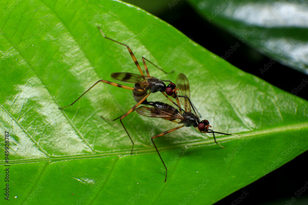 Wasp, Macro photo of a pair of insects mating on a green leaf
Wasp, Macro photo of a pair of insects mating on a green leaf