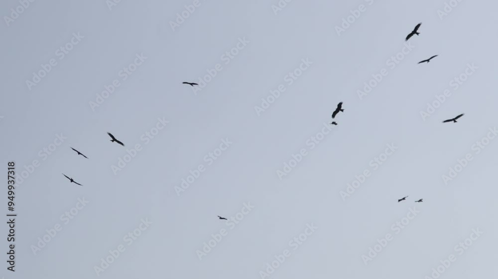 Black kite birds. Many birds hovering in the blue sky, Black kite birds. Many birds hovering in the blue sky,