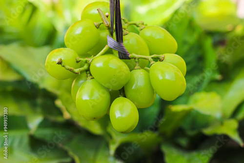 Tableau sur toile green grapes on vine