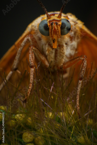 Moth, Close up of a moth on a plant in the rainforest. Night butterfly 