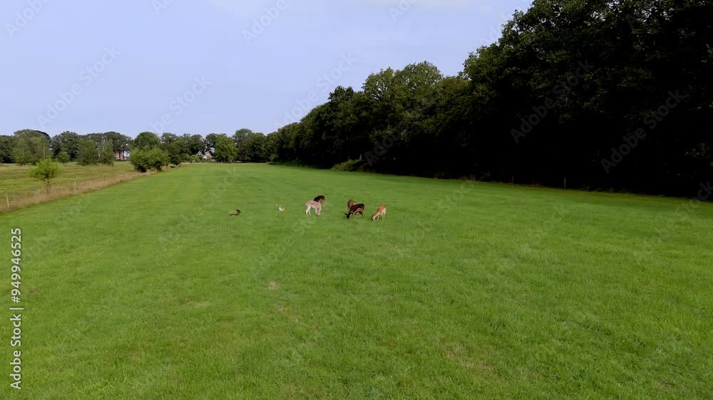 Group of Fallow Deer Grazing in Meadow Group of Fallow Deer Grazing in Meadow