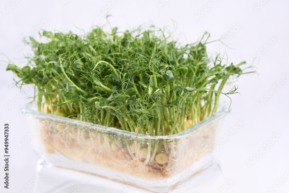 Sprouts of blue peas in a glass container, in dew. Eco-vegan bio-banner for a healthy way of living. Green natural texture background. Close-up. Sprouts of blue peas in a glass container, in dew. Eco-vegan bio-banner for a healthy way of living. Green natural texture background. Close-up.