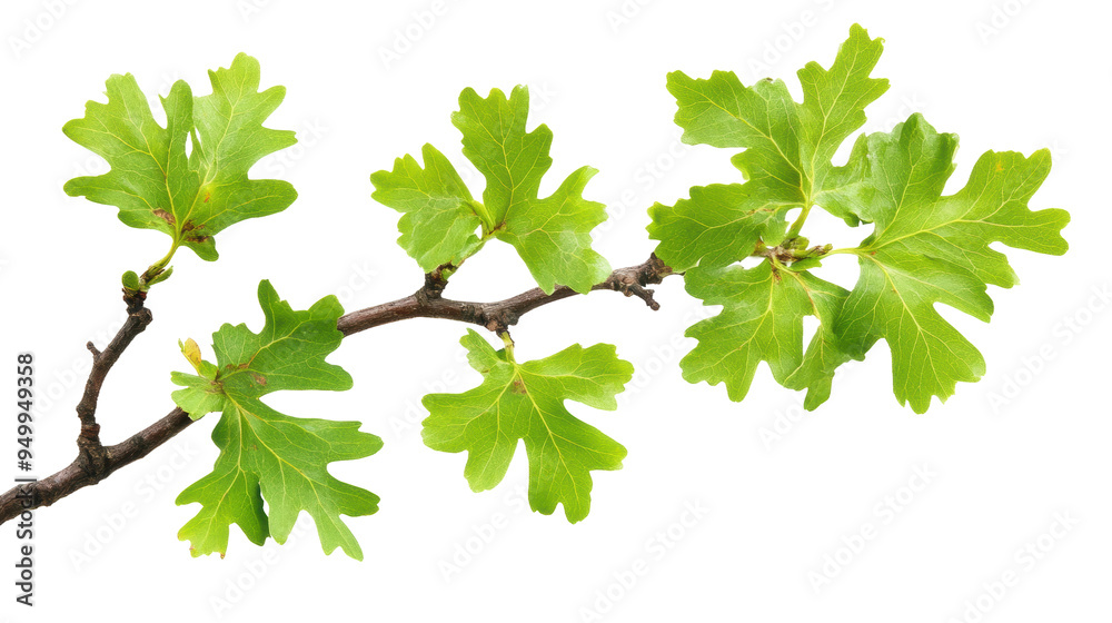 Fresh green fig leaves on a branch isolated on transparent background Fresh green fig leaves on a branch isolated on transparent background
