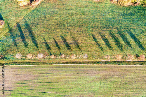 View vertically down to trees in the meadow and their long shadows