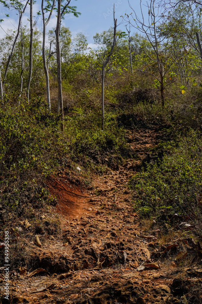 A dirt path in a forest with trees in the background A dirt path in a forest with trees in the background