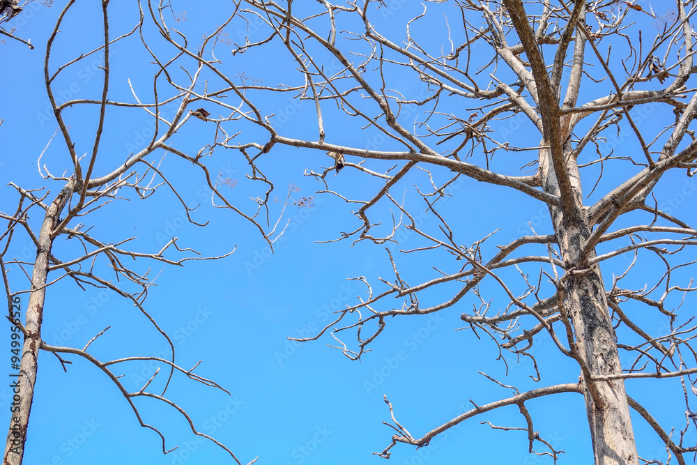 Two trees with bare branches and a clear blue sky Two trees with bare branches and a clear blue sky