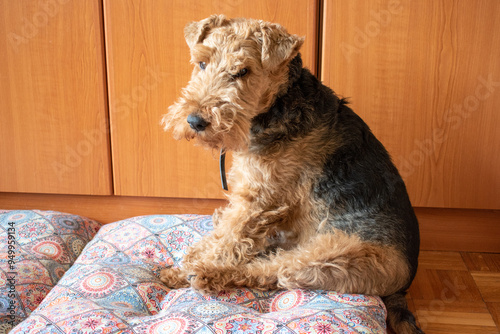 Welsh terrier sitting on the floor. House interior domestic pet. Breed terrier dog.